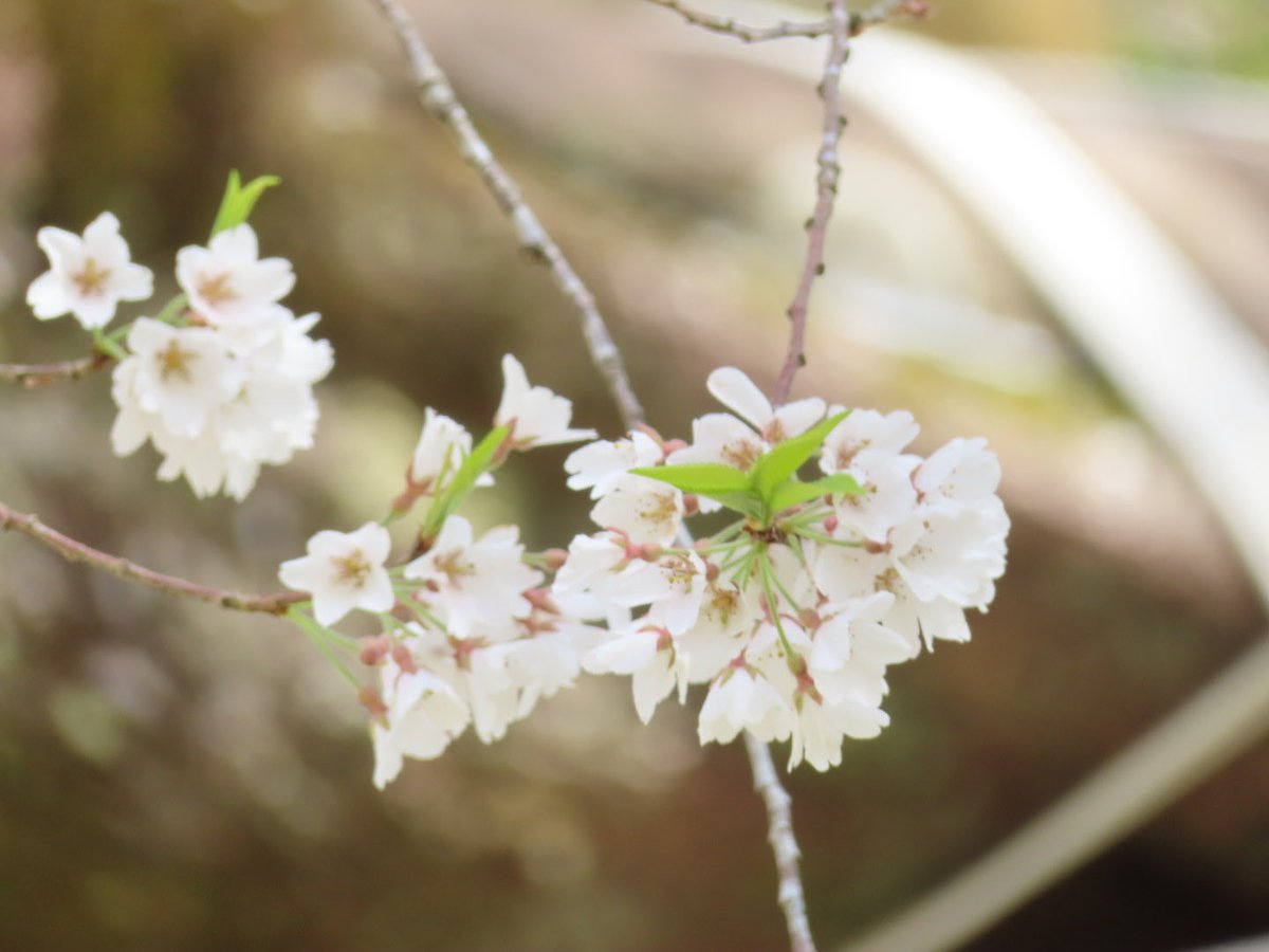 YosayYo's tweet photo. 根尾谷　淡墨桜🌸
前日の風雨にも耐え
花���を楽しむ事が出来ました😊 https://t.co/iKMSBK2MKt
