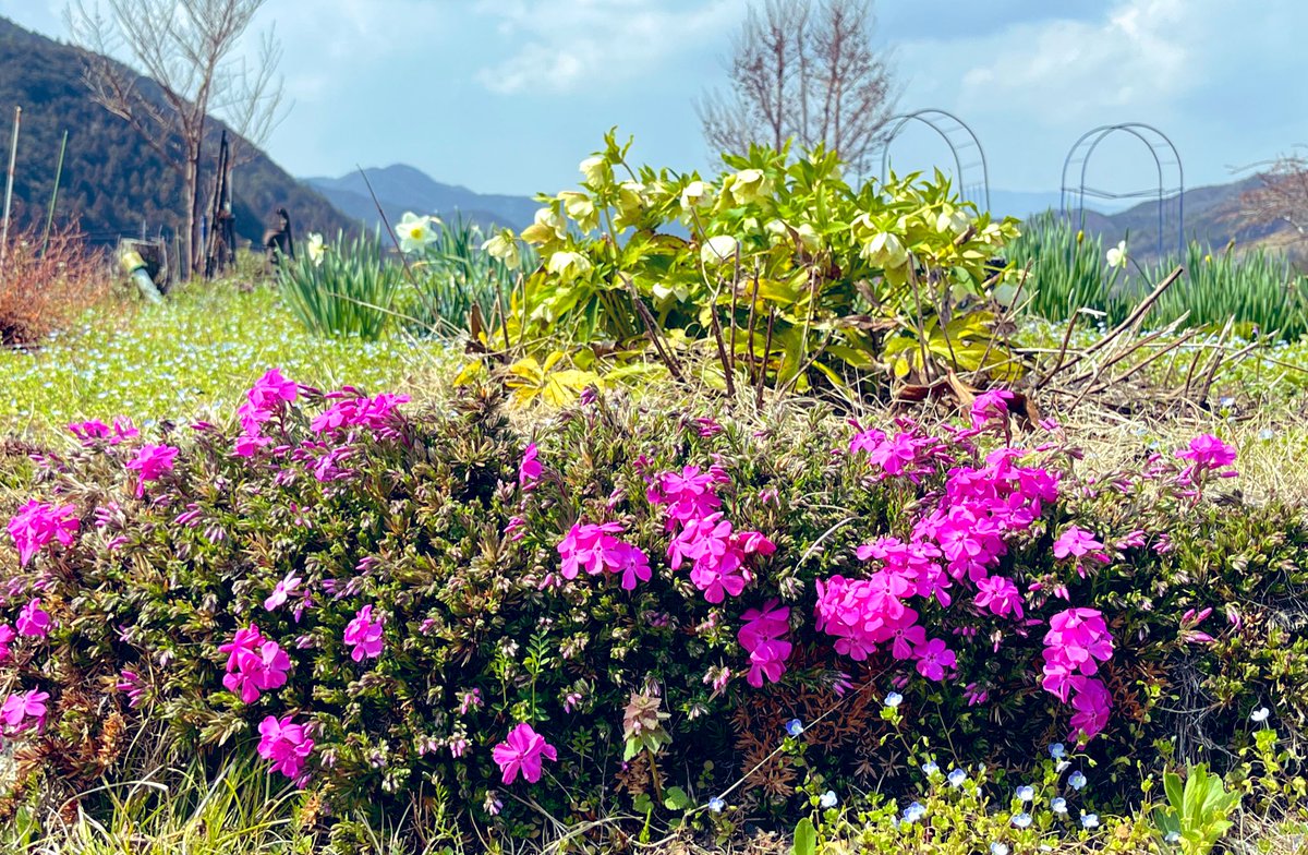 かな tweet media