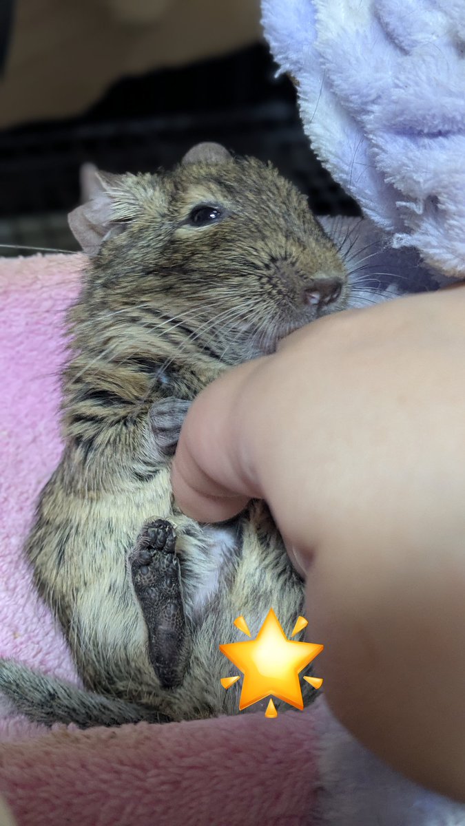mi3yamo's tweet photo. うちのバブさん。
お腹撫でながら指をカジカジ
おしゃぶりしてるみたいでかわええ https://t.co/0ctxNsmPPJ
