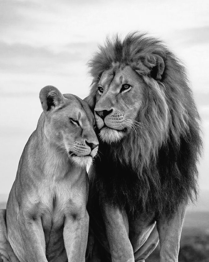 Zaalove🐳 tweet media