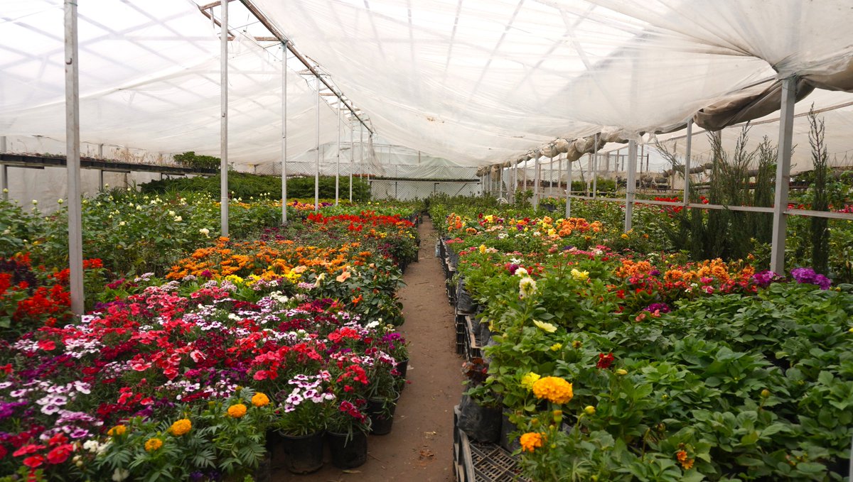 KashmirLife's tweet image. Kashmir's Bloom Sells
#KashmirLife's @iShoaibNazir documented Kashmir’s vibrant informal flower economy, where local #NurseryOwners turn seasonal blooms into a doorstep business, bringing colour and livelihood straight to household gardens. See photos