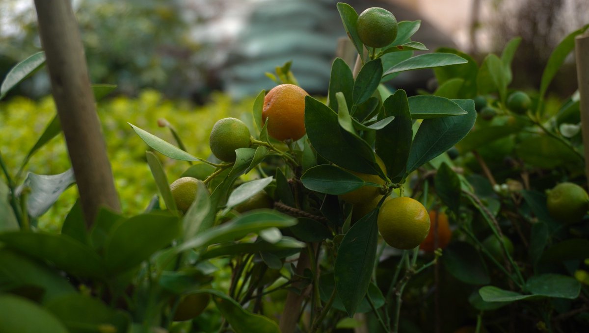 KashmirLife's tweet image. Kashmir's Bloom Sells
#KashmirLife's @iShoaibNazir documented Kashmir’s vibrant informal flower economy, where local #NurseryOwners turn seasonal blooms into a doorstep business, bringing colour and livelihood straight to household gardens. See photos