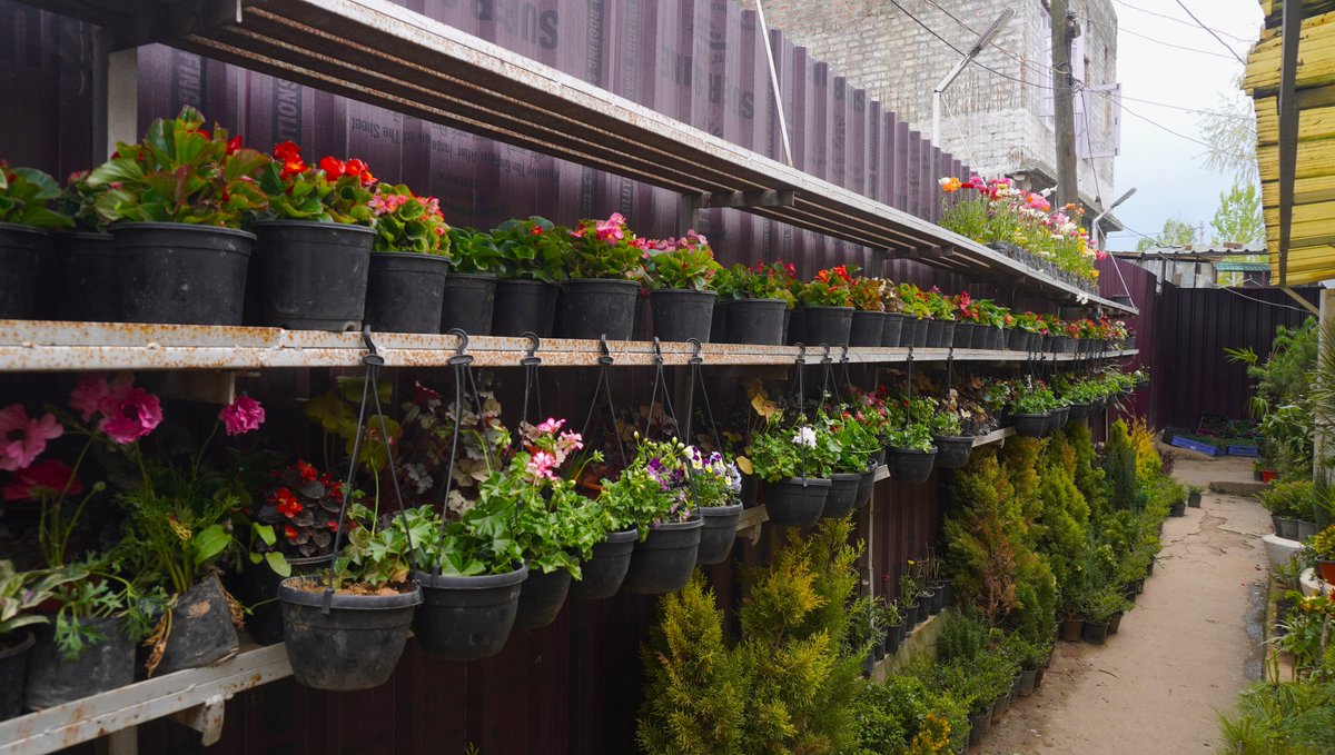 KashmirLife's tweet image. Kashmir's Bloom Sells
#KashmirLife's @iShoaibNazir documented Kashmir’s vibrant informal flower economy, where local #NurseryOwners turn seasonal blooms into a doorstep business, bringing colour and livelihood straight to household gardens. See photos