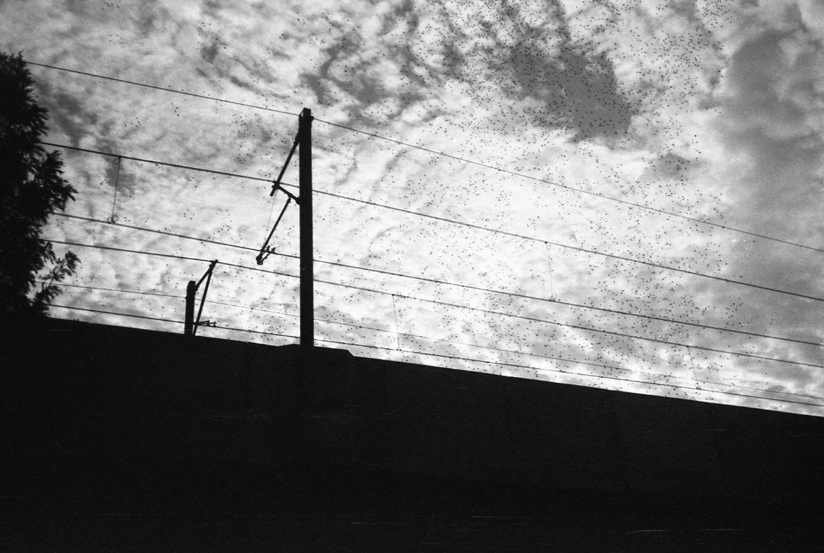 Shyte / Ronan tweet media