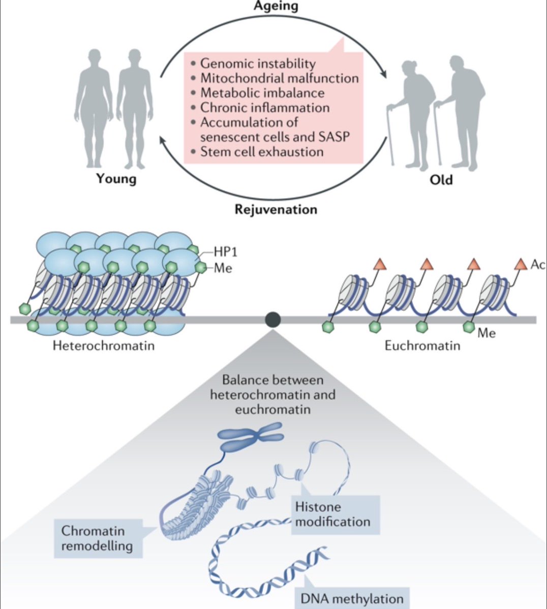 David Sinclair tweet media