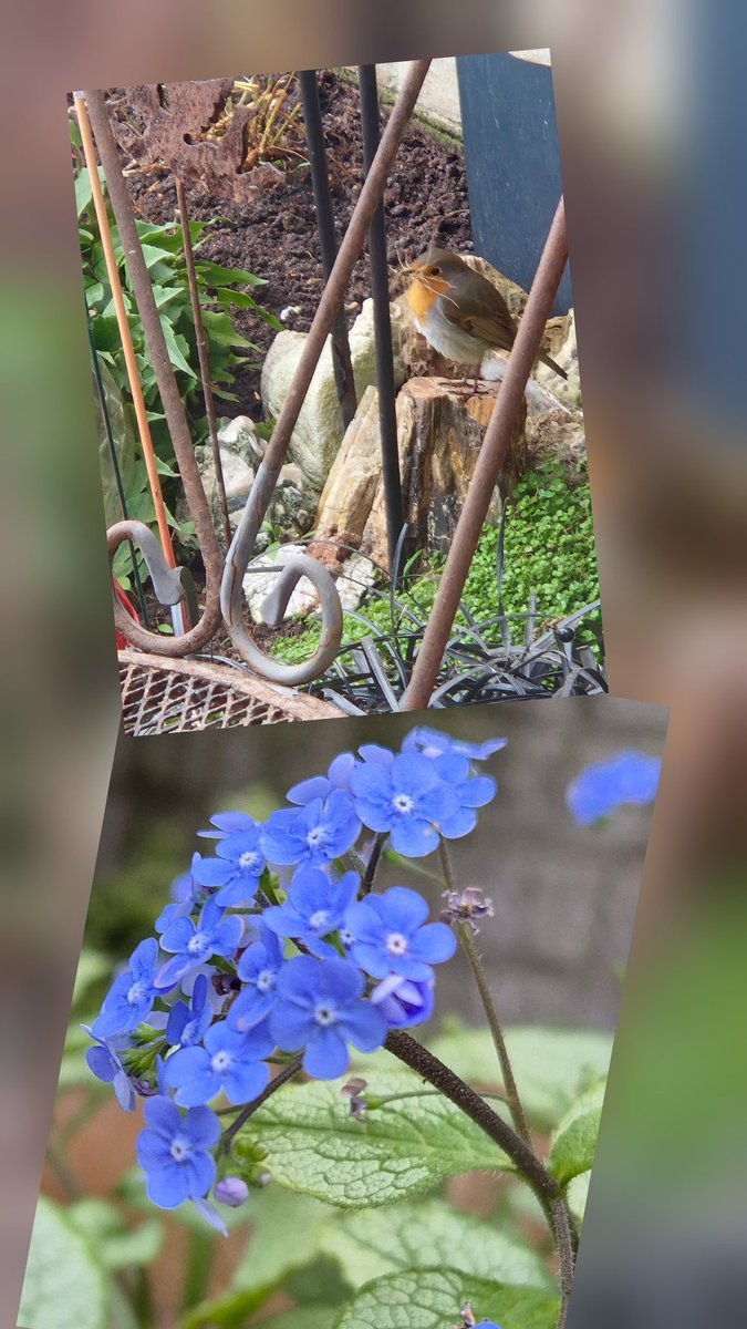 rovadrie's tweet photo. #goedemorgen 🐣 , dit Roodborstje was niet op zoek naar #paaseieren , maar elk #detail in de tuin om zijn nestje te verwezenlijken 👌🏻
#camer_A_pril #structuur
#2ePaasdag #Pasen #kleur https://t.co/8YOFOEAkVv