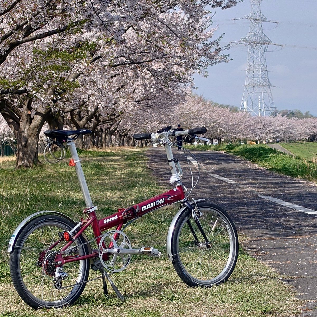 syg_hira's tweet photo. #朝のサイクリング #dahonbikes #dahonspeed #dahonclassic #minivero ミニベロ 小径車 foldingbike 折りたたみ自転車 自転車のある風景 https://t.co/mfg3cP0l22