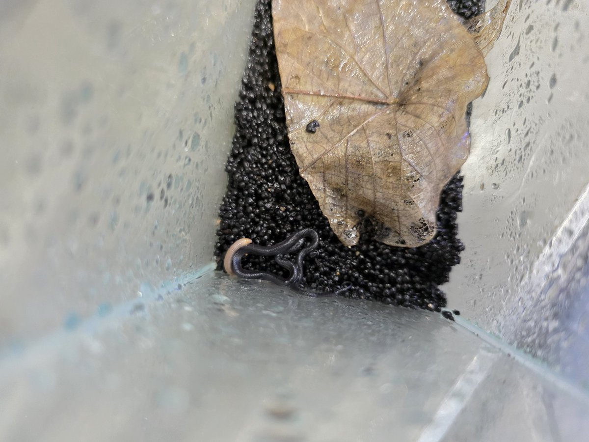 村江名∈″･⊃ウズィ tweet media