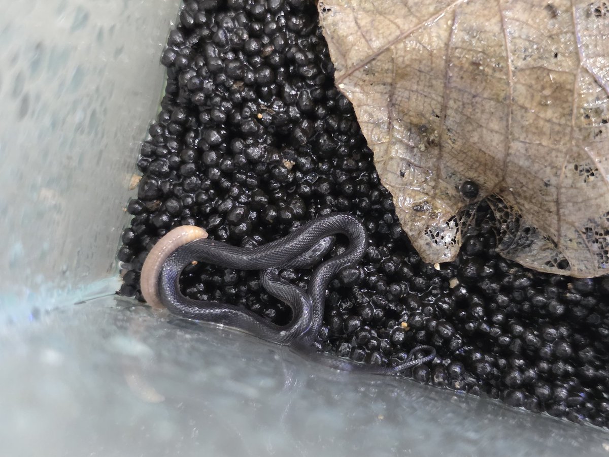 村江名∈″･⊃ウズィ tweet media