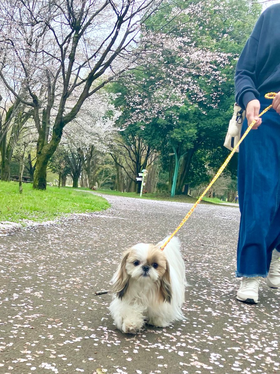 小顔シーズーこまちゃん tweet media