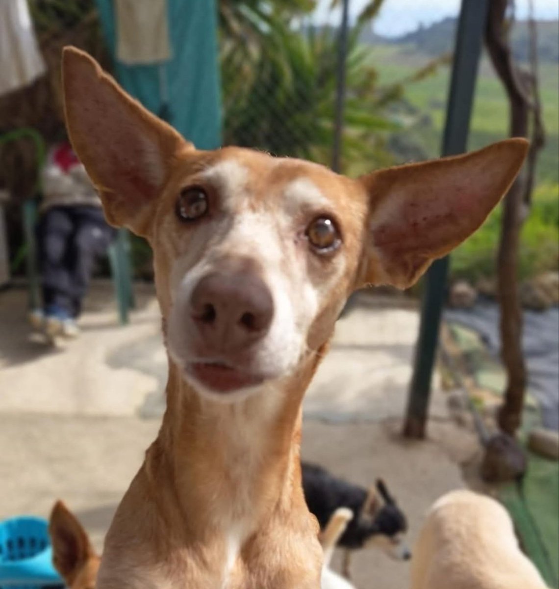 Manu Burk. tweet media