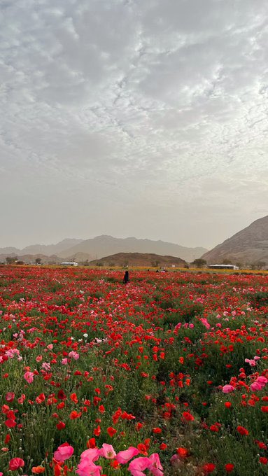 المملكة tweet media