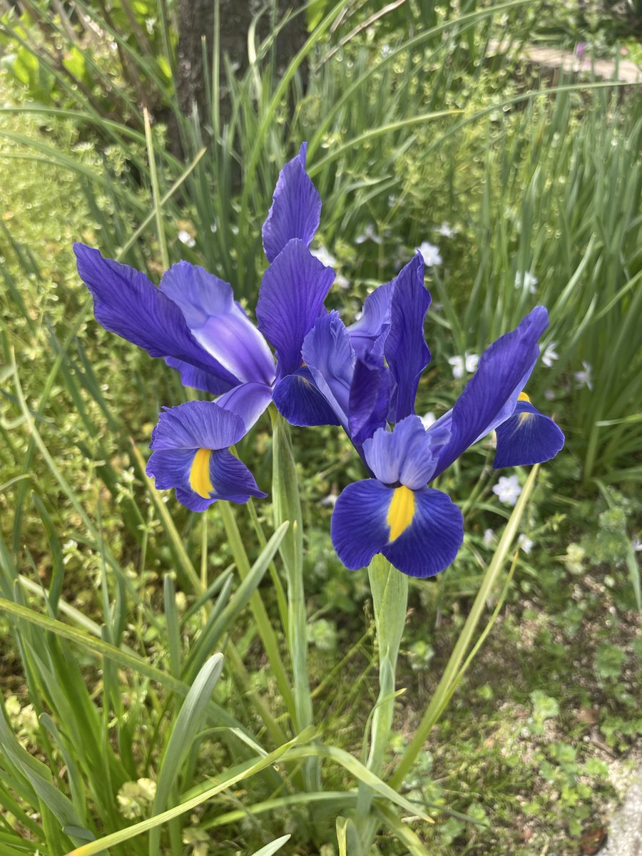 自然が好き tweet media