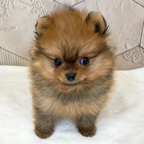 tanunpo's tweet image. #これがこうなる選手権
#ポメラニアン #pomeranian