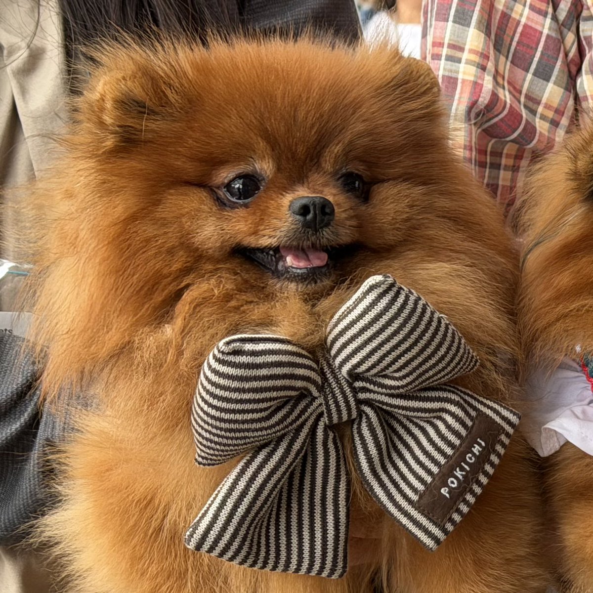 tanunpo's tweet image. #これがこうなる選手権
#ポメラニアン #pomeranian