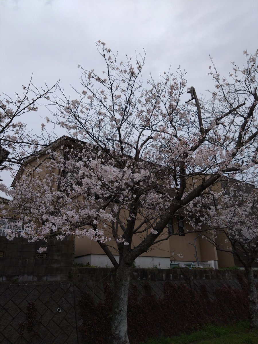 朝霧秋葉(旧パス猫)🍁 tweet media