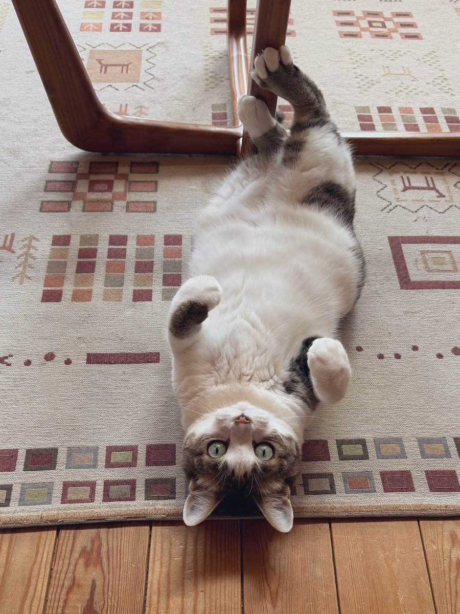 たぬKIKI tweet media