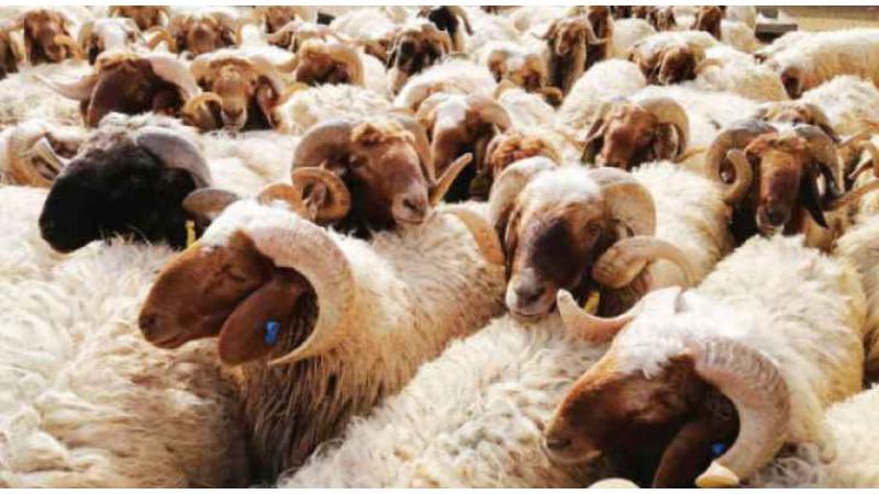 MAJED | Researcher |🐪📖 tweet media