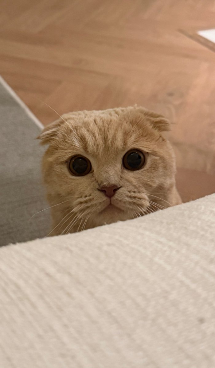 Lavender tweet media