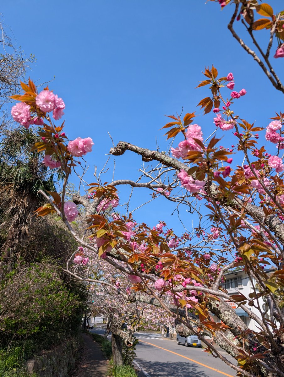 今朝のワンコ散歩。だいぶ散りました。でも八重桜が咲き出しました。梶原バス停近く。