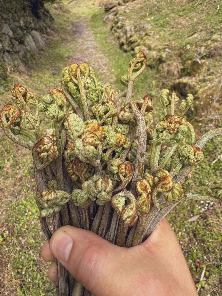 白滝製麺 森岡さん tweet media