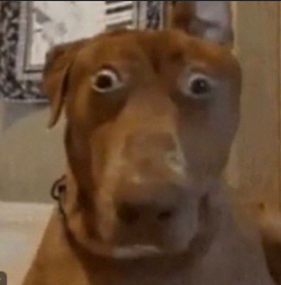 koda 🕷️🛢️ tweet media