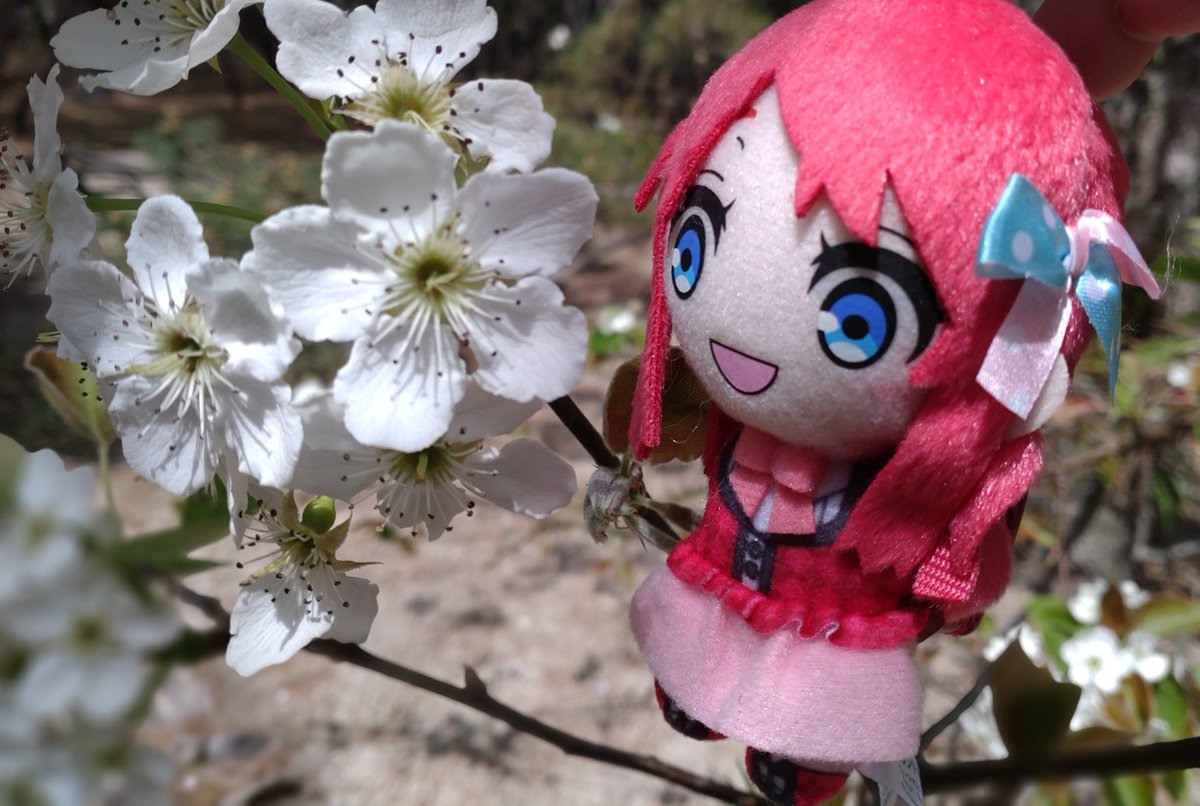 matsubaraokoshi's tweet photo. さくらと桜。
佐賀凱旋イベントおめでとう！ https://t.co/OHqyFcJRSQ