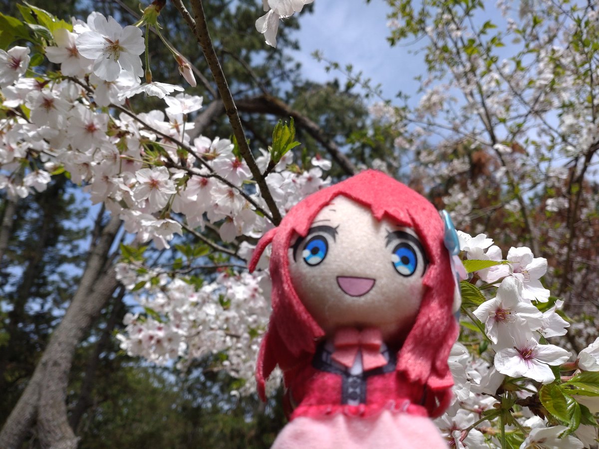matsubaraokoshi's tweet photo. さくらと桜。
佐賀凱旋イベントおめでとう！ https://t.co/OHqyFcJRSQ