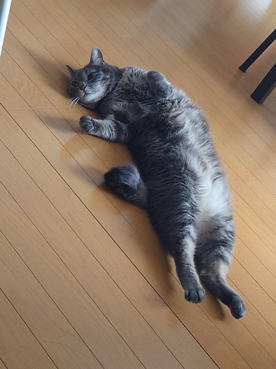 タコウインナー tweet media