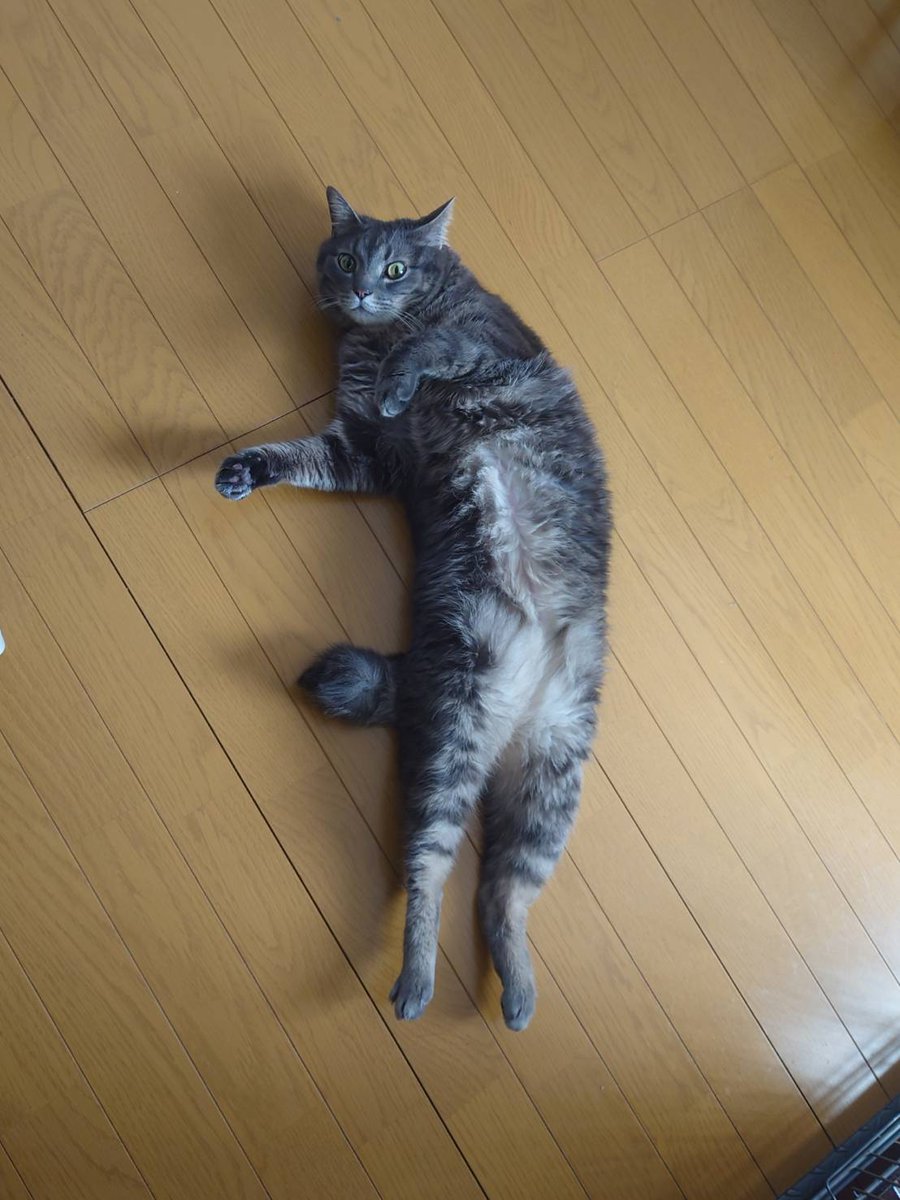 タコウインナー tweet media