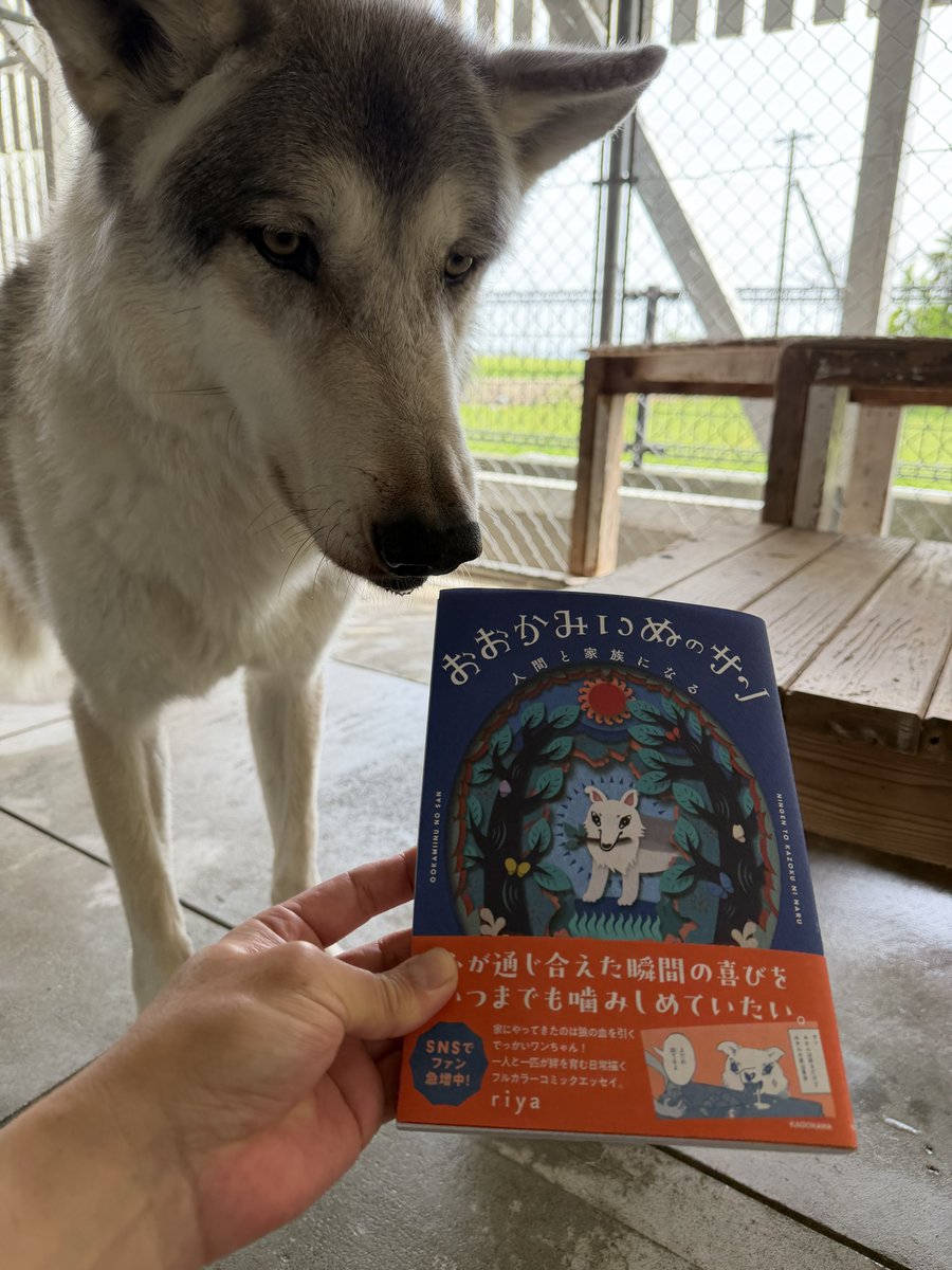 ヒラケン🐶サキ・ナナ・ムギ・イブキ tweet media