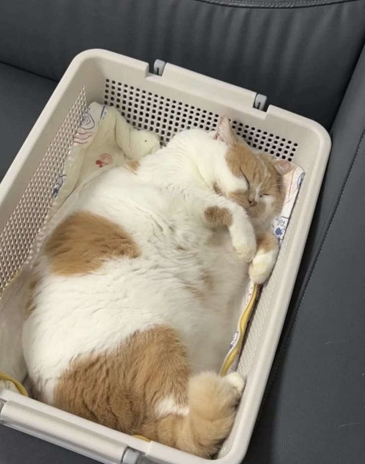 No Context Cats tweet media