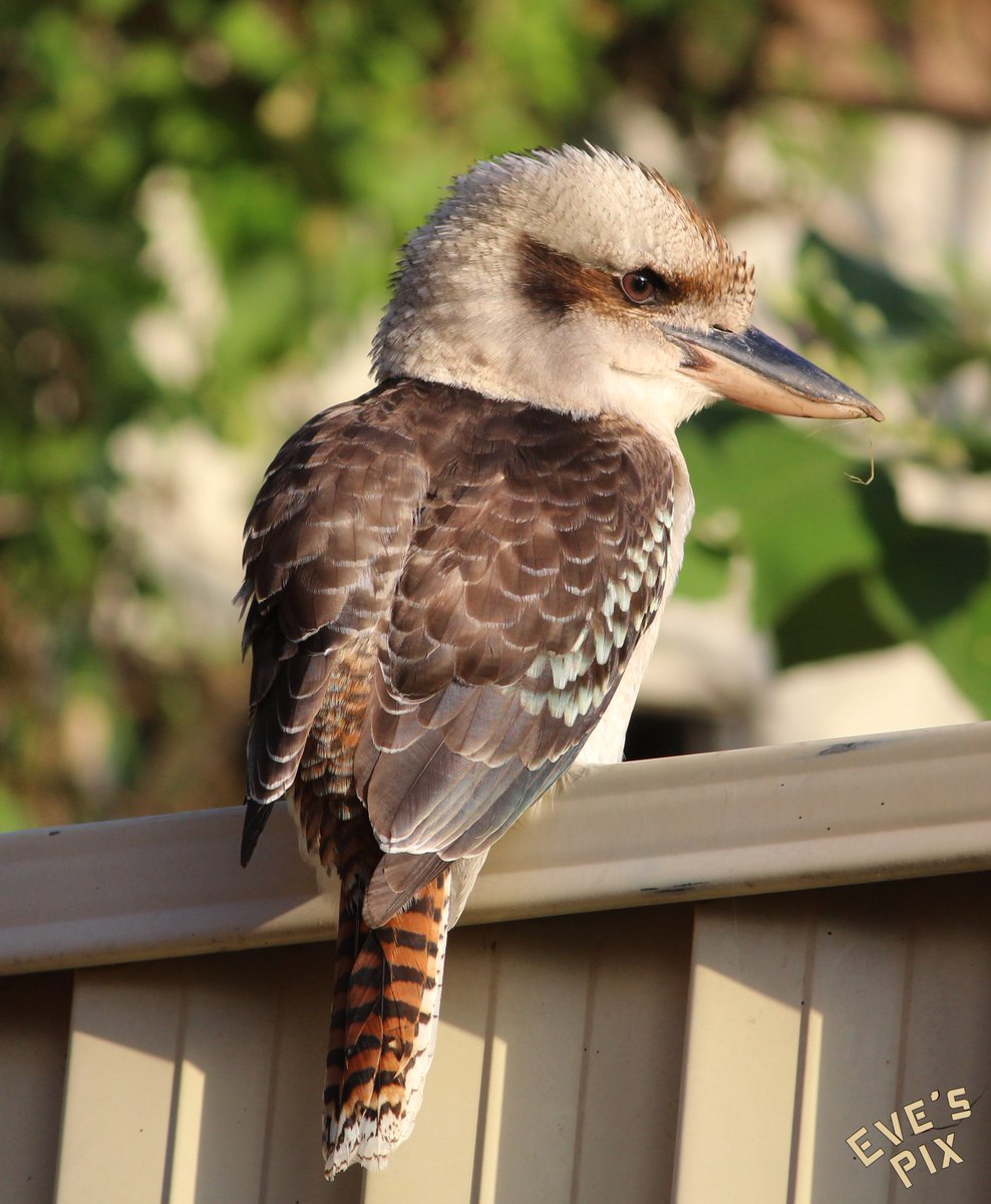 EveInOz's tweet image. Kookaburra in autumn sun 🪶☀️

#kookaburra #LaughingKookaburra #birds #WildOz #sydney #australia #BirdPhotography
