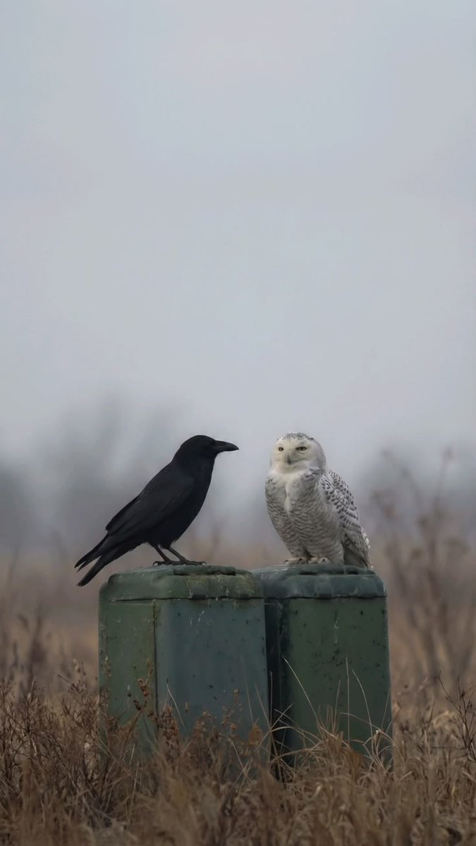 🖤blackchoclatelover🖤 tweet media