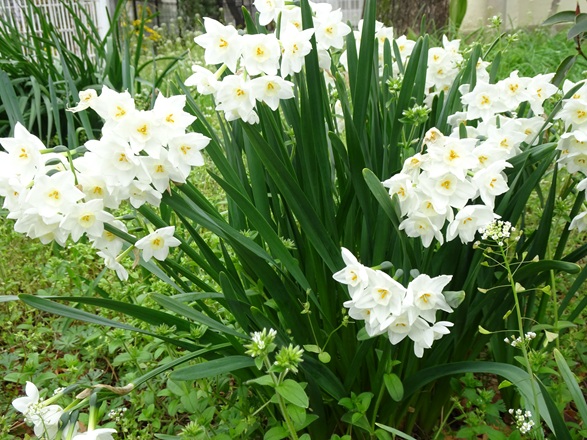 大山指圧マッサージ tweet media