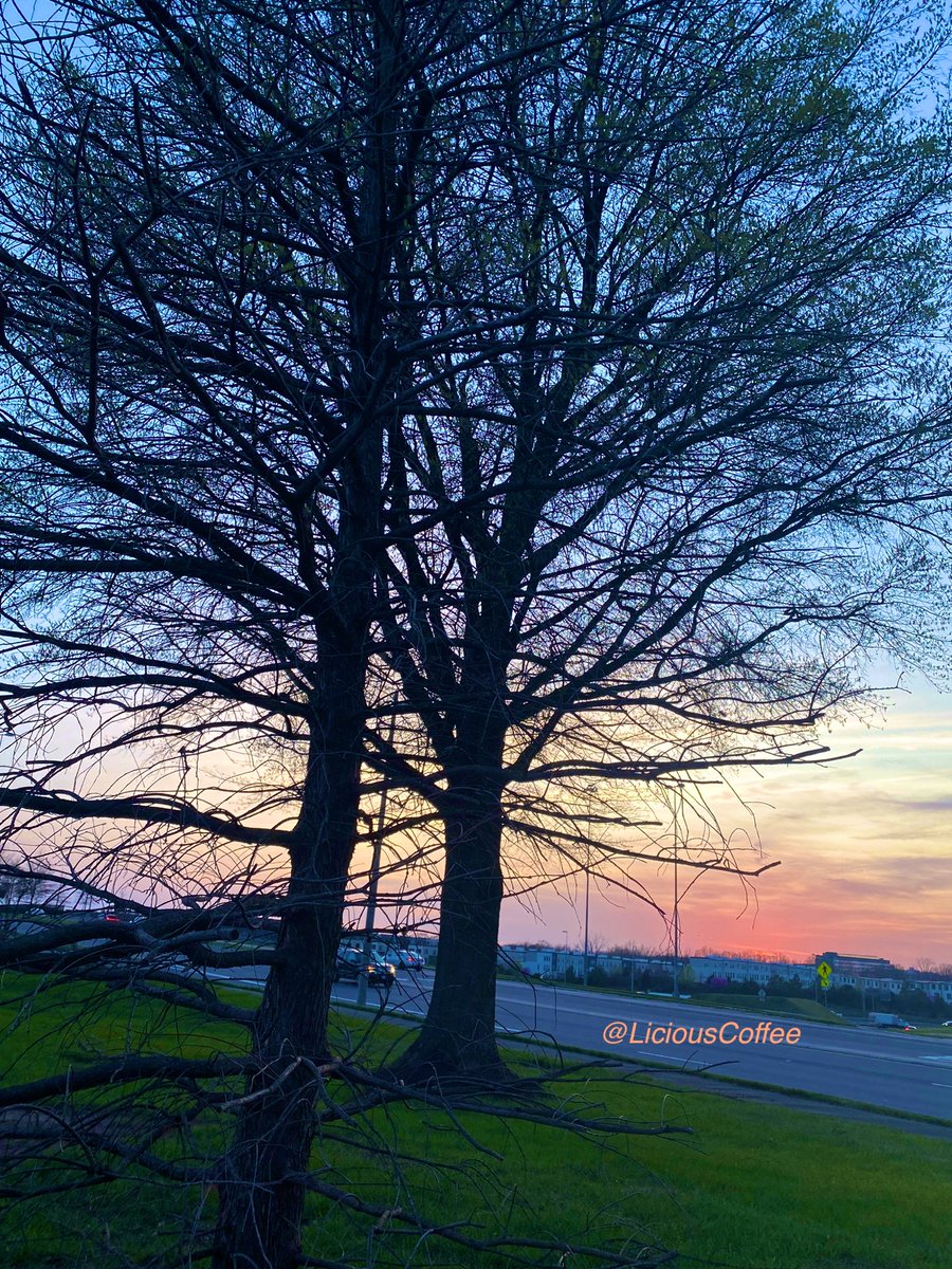 's tweet image. Sunday #funday #Relaxation days where We share photos of dual trunk🌳🌳0r 2 harmoniously intertwined.

💕Ending this #Sunday #funday with these2️⃣standing tall at Sunset🌅
#Nature #NaturePhotography #Photography #PhotographyIsArt #trees #Park #Sunset #SunsetPhotography