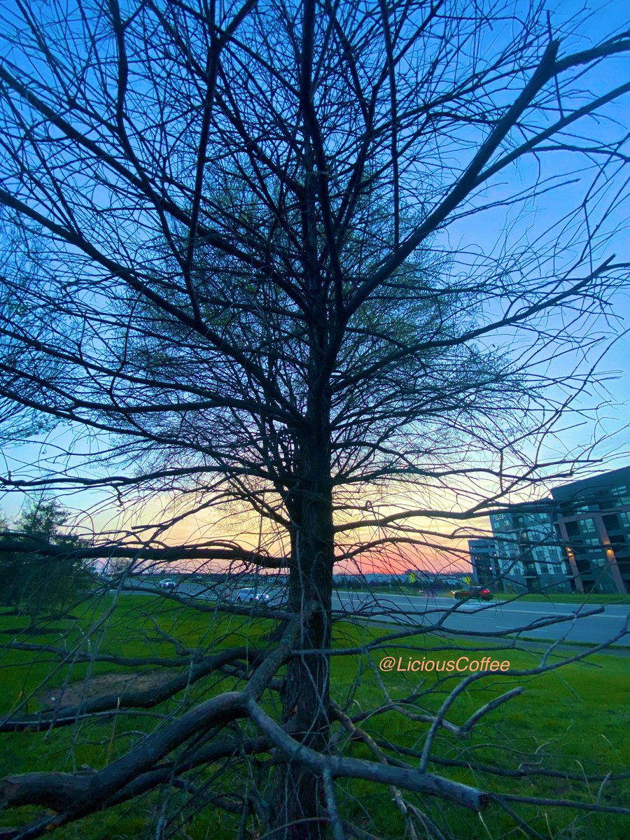's tweet image. Sunday #funday #Relaxation days where We share photos of dual trunk🌳🌳0r 2 harmoniously intertwined.

💕Ending this #Sunday #funday with these2️⃣standing tall at Sunset🌅
#Nature #NaturePhotography #Photography #PhotographyIsArt #trees #Park #Sunset #SunsetPhotography