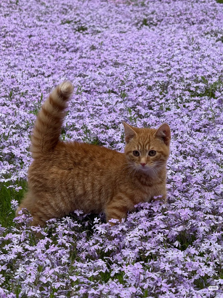 No Context Cats tweet media