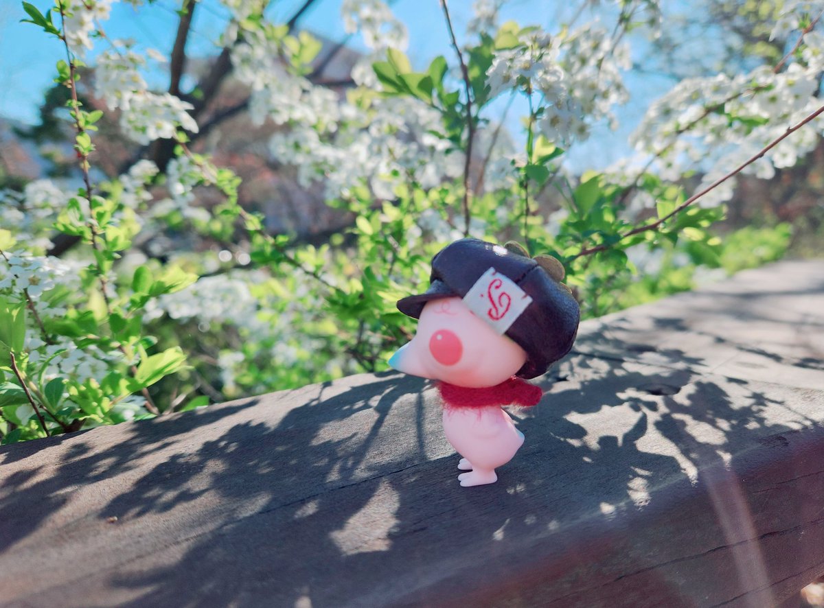 stella_S2_2's tweet photo. 🌸안토니오, 봄 나들이🌸

#Kumukuku #쿠무쿠쿠 #クムクク
#안토니오 #Antonio https://t.co/TaWiFw08To
