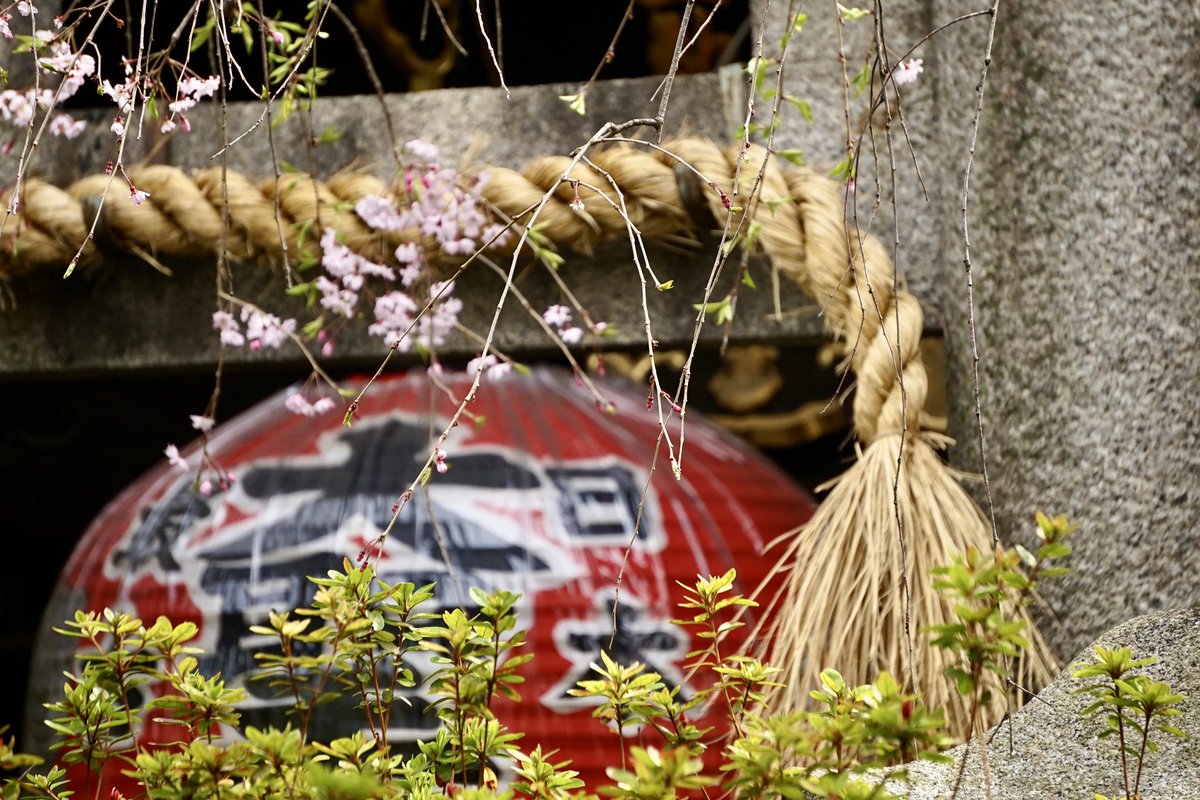 三八子はんどこ行かはりますの 花もそろそろ終わりどっせ #京都人の密かな楽しみ #雨宝院