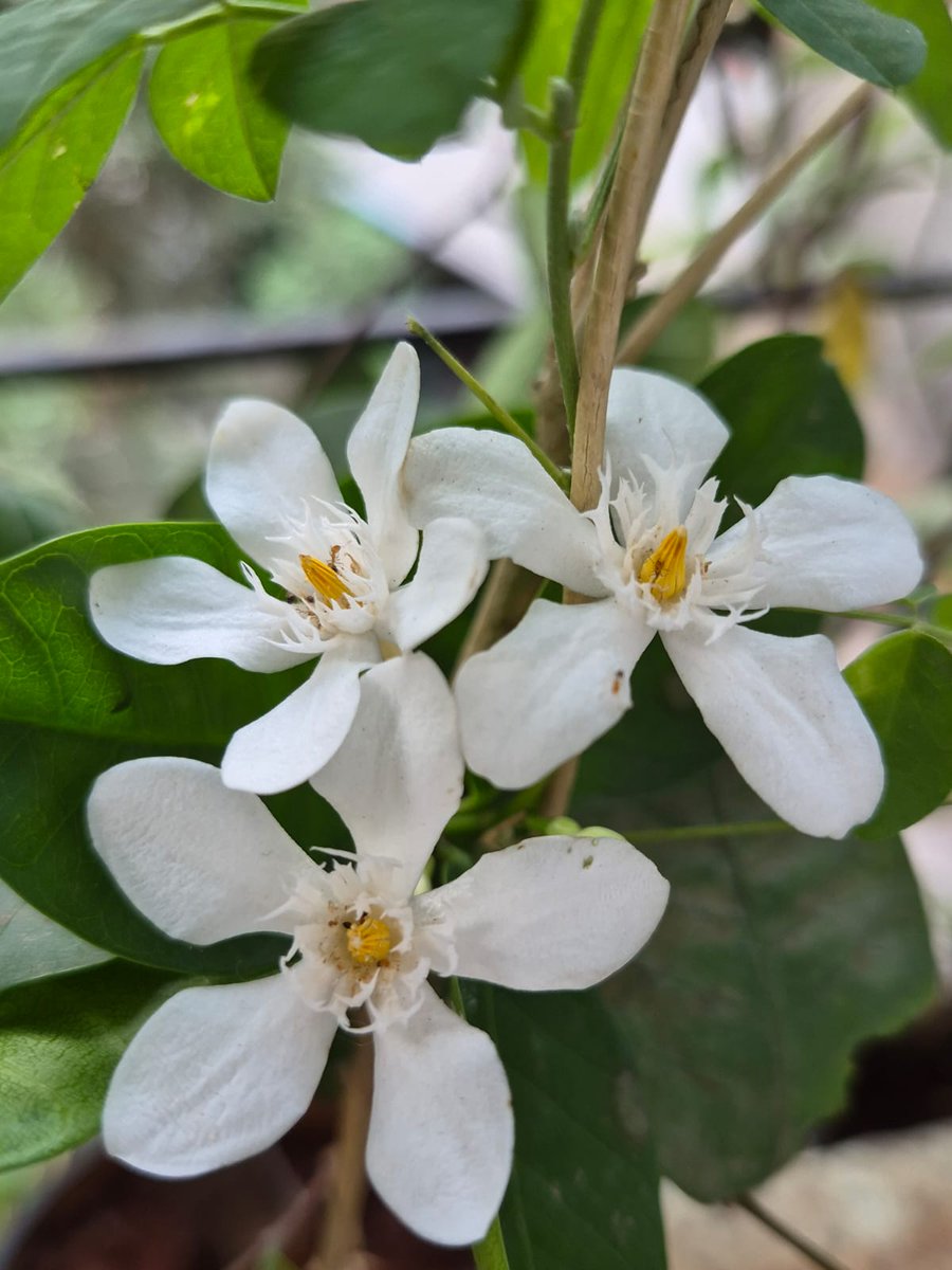 prajkta2406's tweet photo. In the garden of memories, every flower tells a tale. 🌸 #MemoryGarden
#goodmorning
#theme_pic_India_flowers
#parijatak https://t.co/W9eU37SzdG