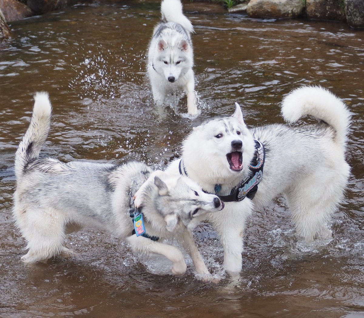 ふくまる＋ぶな＝ tweet media