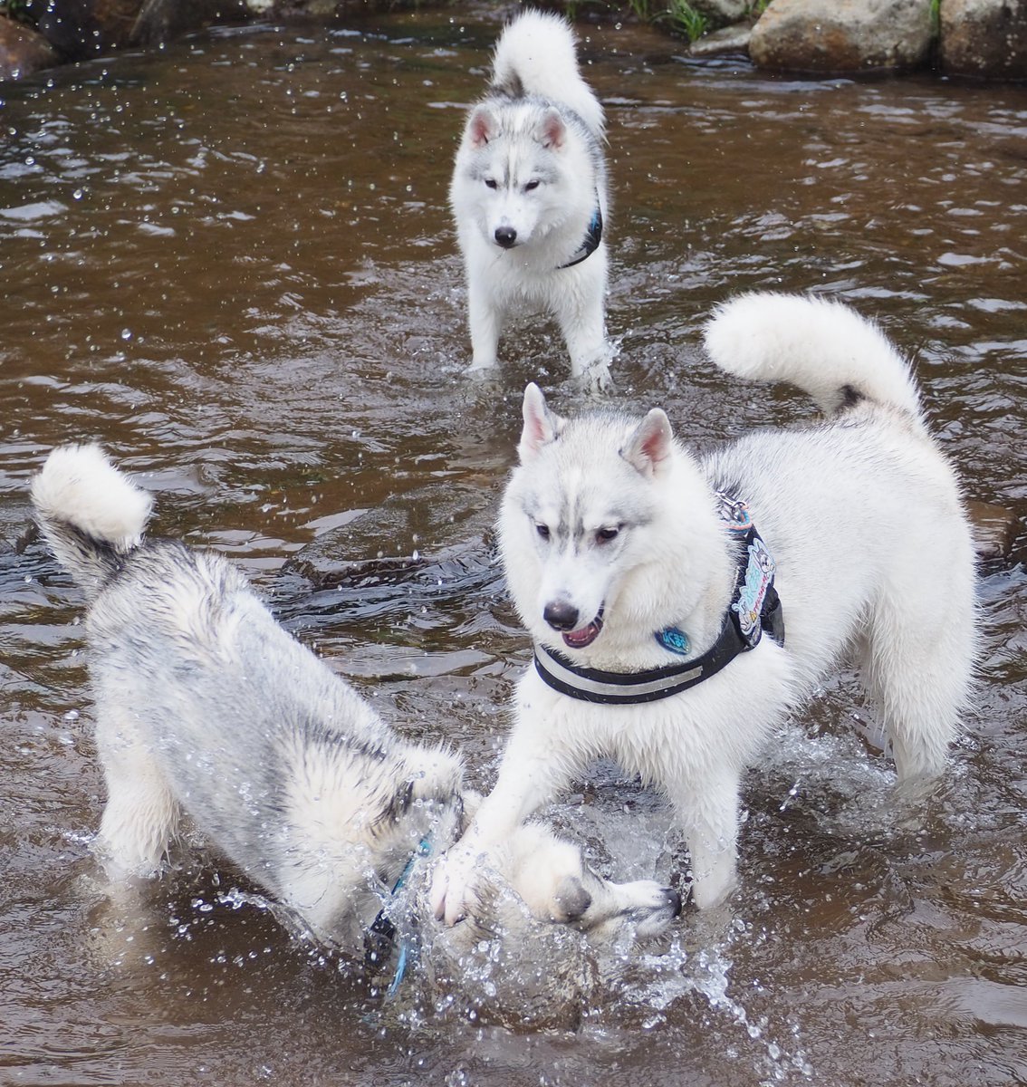 ふくまる＋ぶな＝ tweet media