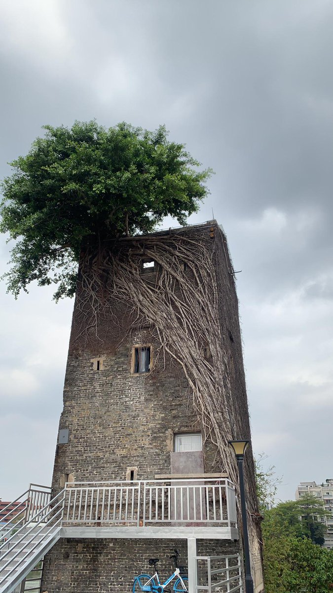 Yunnan38020's tweet image. 现场看挺震撼的，生命力强得有点不讲道理。​It’s honestly breathtaking in person. That kind of vitality is just... next level. #tree #NatureVibes