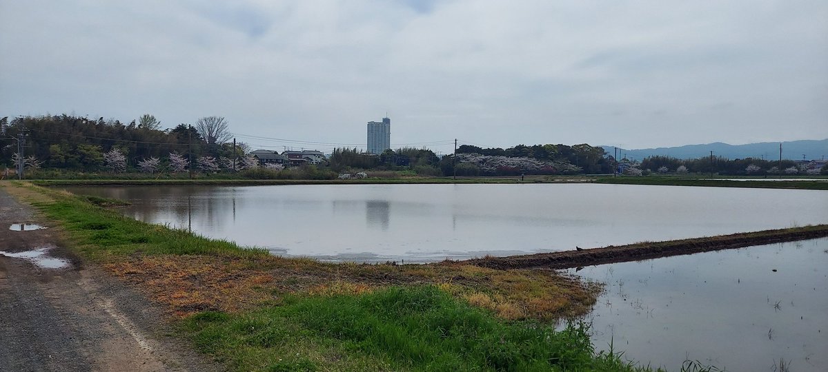 kuwa0161's tweet photo. お昼休みにウォーキング(お散歩)中の景色
この花の名前は、何て言うのかな？ https://t.co/W0VRi8cB68