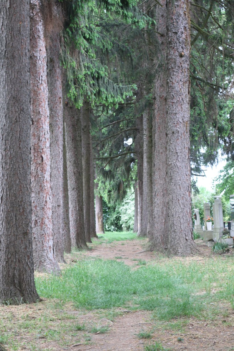 Adam Treeshepherd Rutsch tweet media