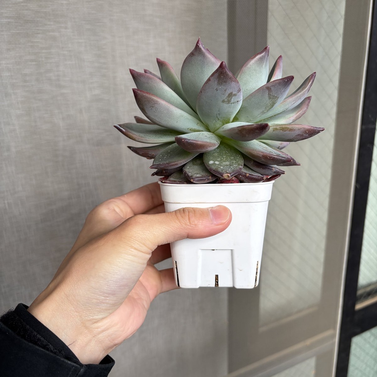 Tomgr13's tweet photo. 【エケベリア　コロラータ】
非常にアンバランスになってしまいました😅
#Echeveria #エケベリア　#コロラータ　#colorata #多肉植物 https://t.co/Jo79yQmwQZ