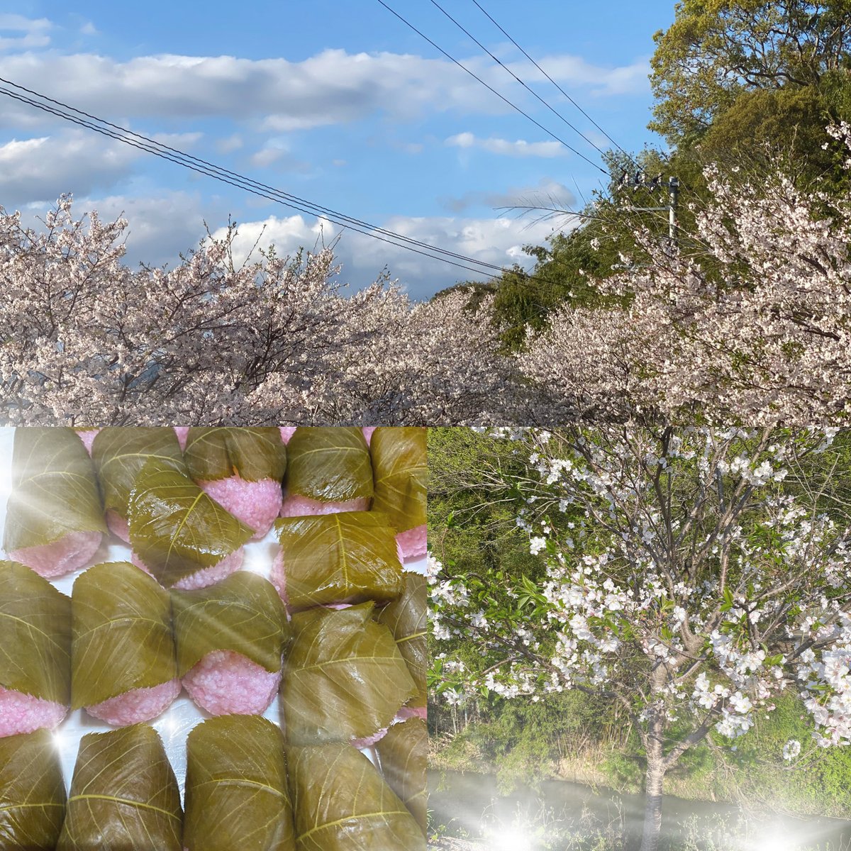 TirolCiel's tweet photo. 昨日　近所の桜の名所見てきた😄　前日の大雨でだいぶ葉が見えてた　桜餅作った😋 https://t.co/Q4XZ0tiByr