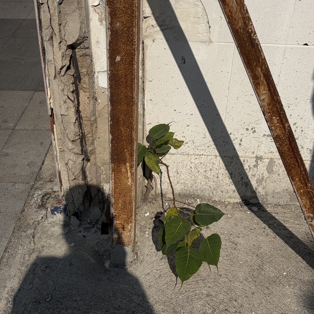 walk wander tweet media