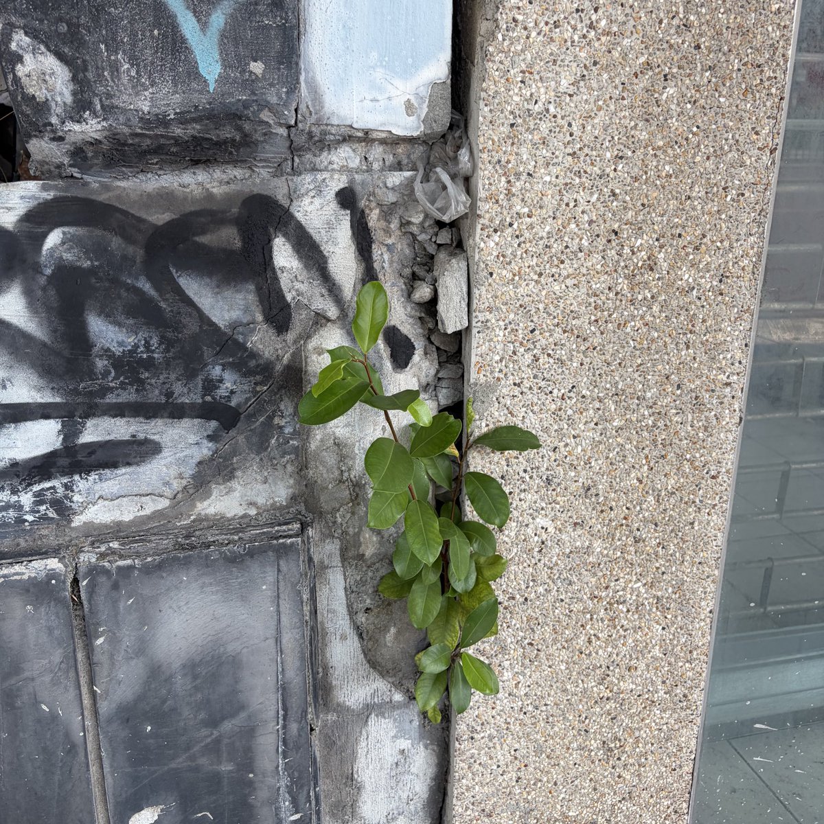 walk wander tweet media